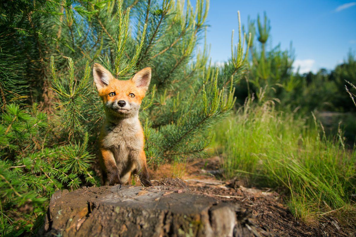 red fox, fox, wildlife, forest, Wojciech Grzanka