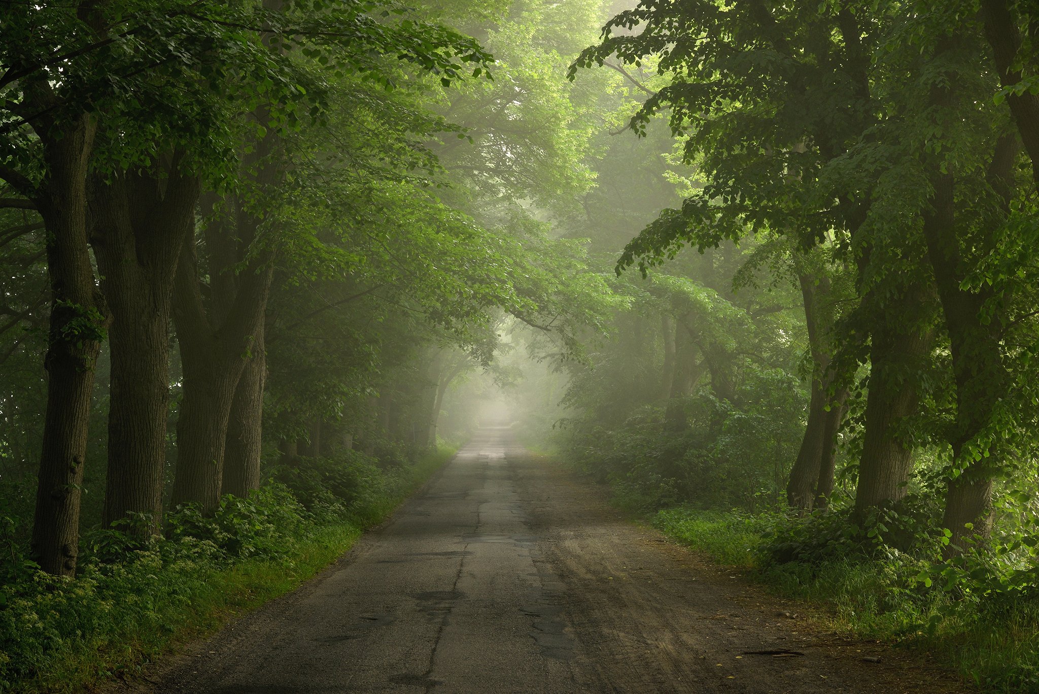 road path misty foggy trees green spring poland magic, Radoslaw Dranikowski