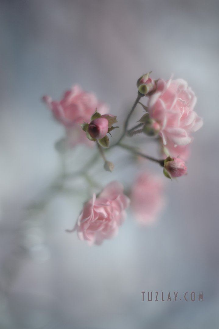 розы, маленькие розы, миниатюрные розы, кустовые розы, софт фокус, Владимир Тузлай