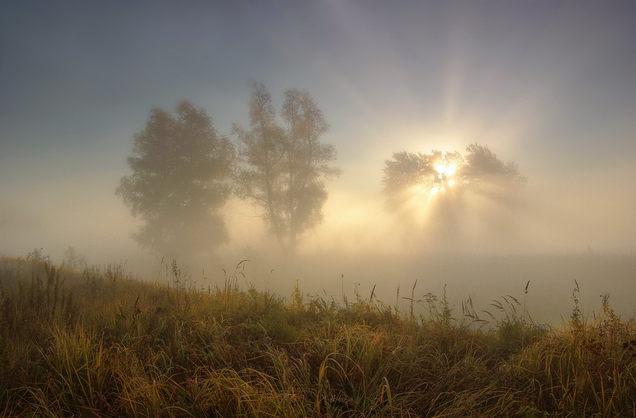 свет, утро, туман, деревья, лучи, солнце, Валерий Чичкин