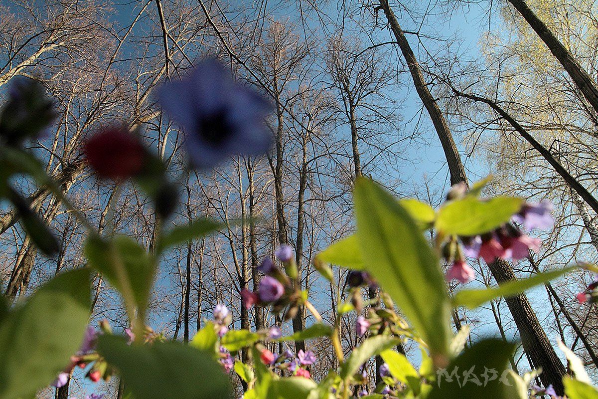 пейзаж весна лес цветы деревья, Шангареев Марс