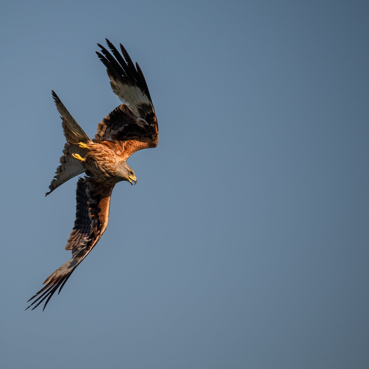 Red Kite, Bird, Arnfinn Malmedal