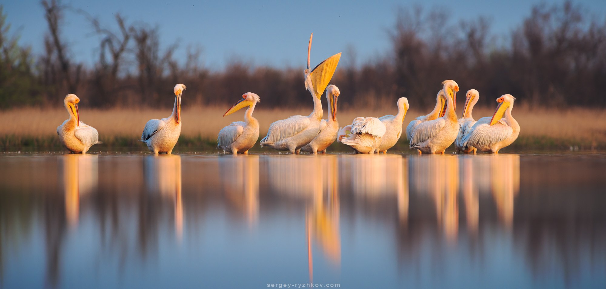 пеликан, птицы, природа, животные, Кинбурн, Украина, wildlife, nature, pelican, birds, , Сергей Рыжков