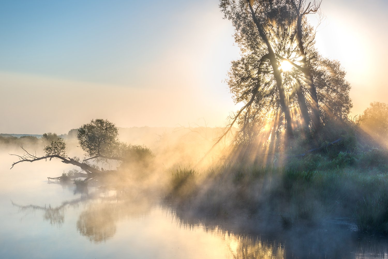утро,туман,лучи,солнечный свет,рассвет,поваленное дерево,река, Андрей Cоколов