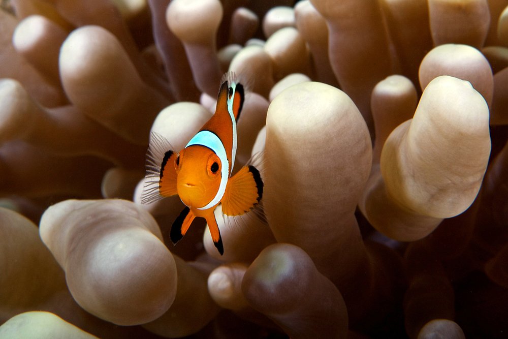 clownfish, anemone, underwater, Anton Akhmatov