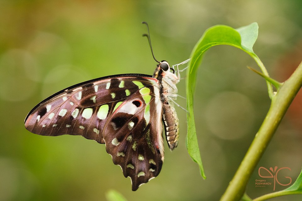 графиум, бабочка, эбц, петербург, graphium, agamemnon, butterfly, Григорий Пожванов