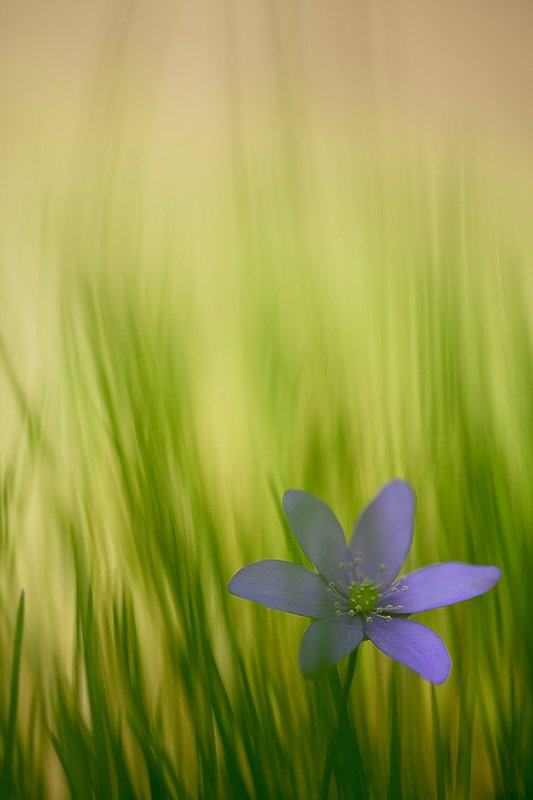 цветок, трава, Юлия