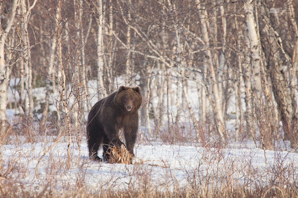 медведь, весна, кроноцкий заповедник, Сергей Краснощёков