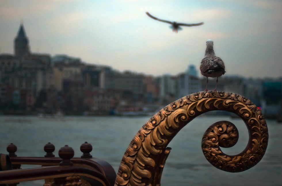 istanbul,goldenhorn, mustafa yagci