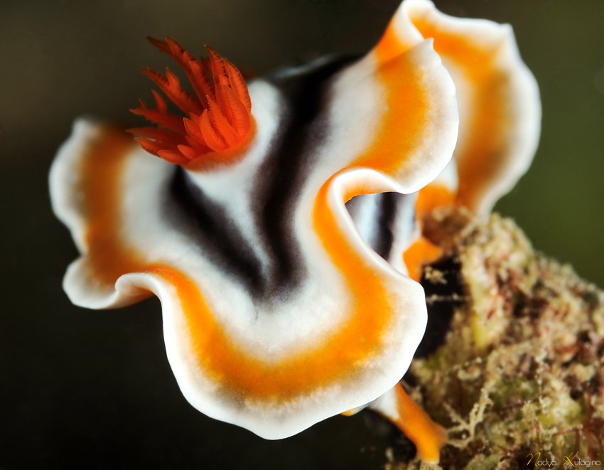 underwater, photography, nudibranch, голожаберник, подводное фото, Nadya Kulagina