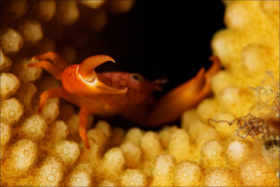 crab, underwater, coral, similan, Anton Akhmatov