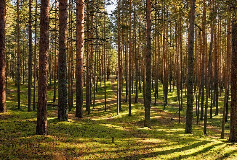 пейзаж, лес, лето, сосны, свет, тени, дубна, Dmitry Postnikov