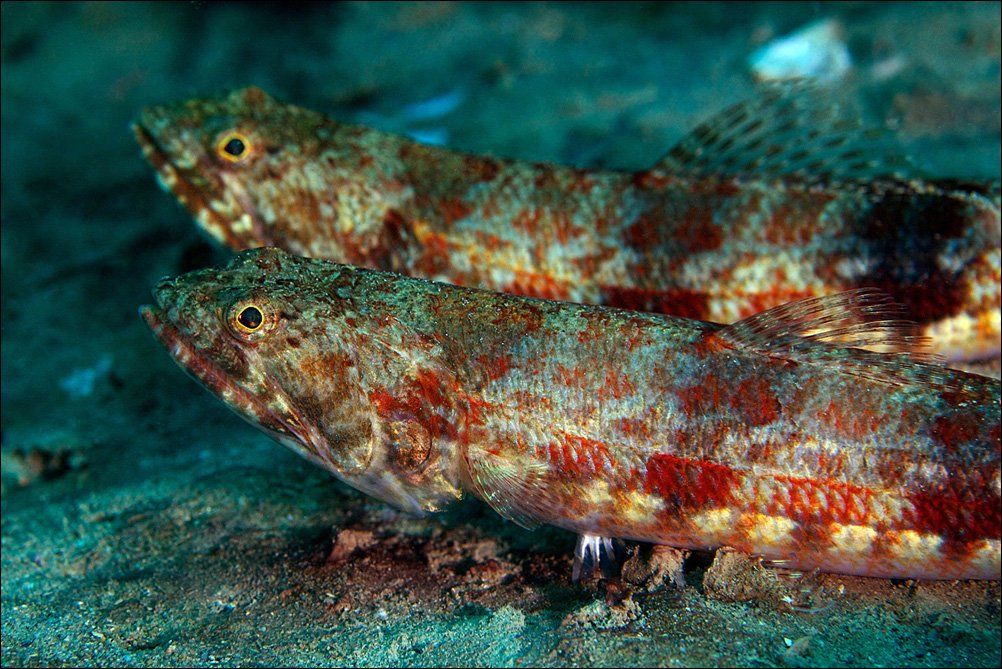 fish, shadow, underwater, similan, Anton Akhmatov