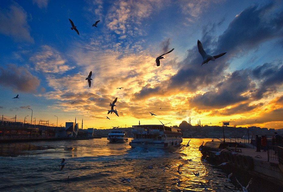 istanbul, seagull, mustafa yagci