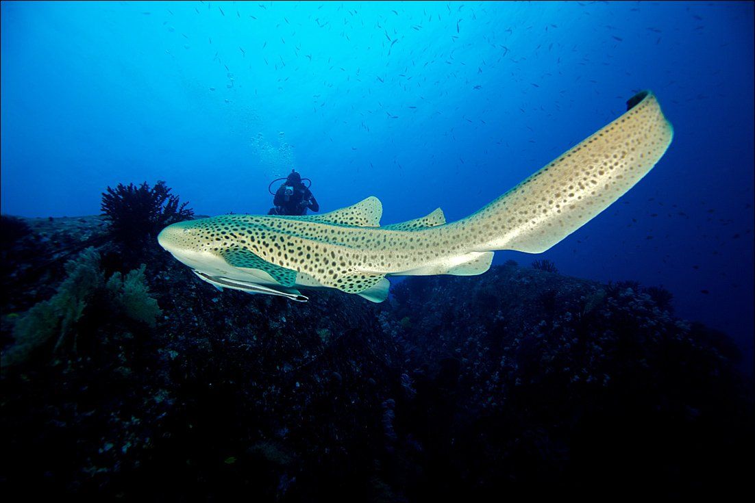 underwater, diver, shark, leopard, Anton Akhmatov