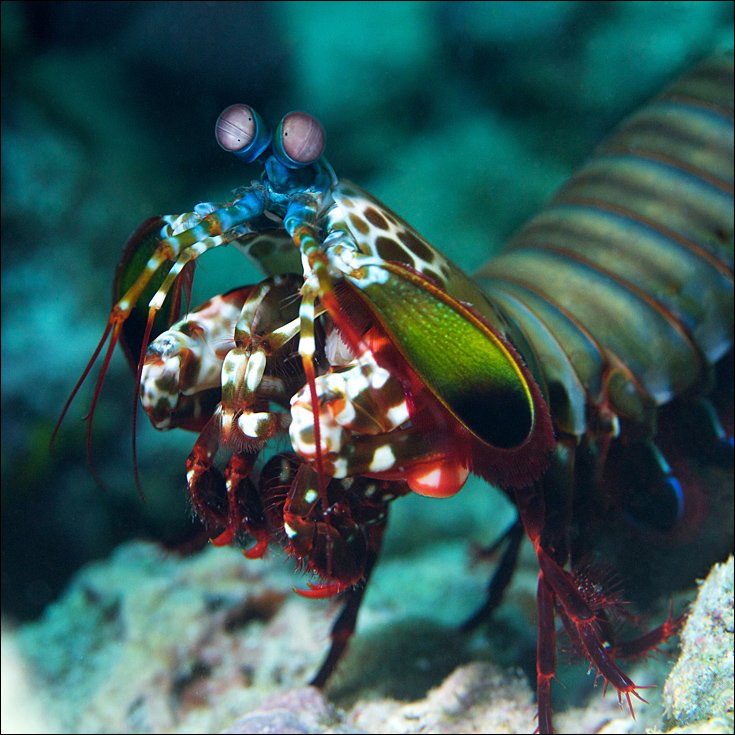 mantis, underwater, shrimp, mabul, Anton Akhmatov