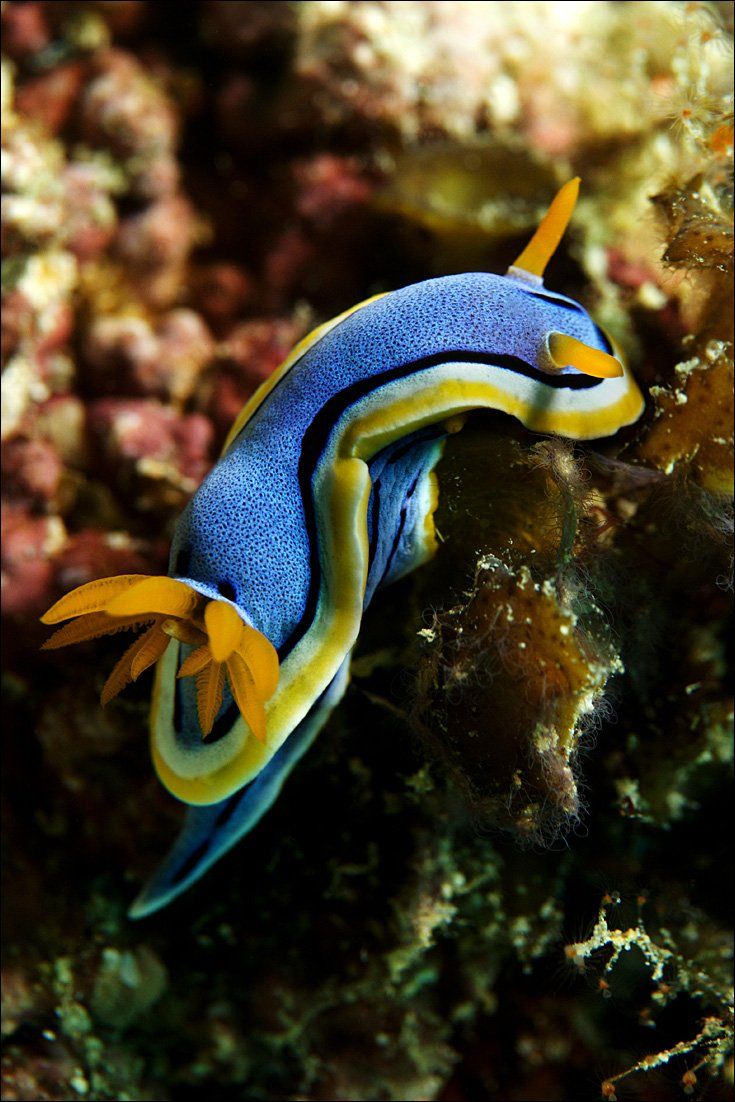 nudibranch, underwater, Anton Akhmatov