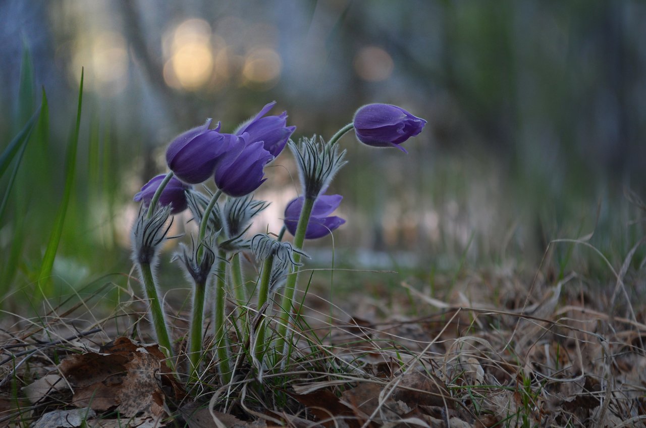 сон-трава, весна, лес, на закате, Irina Shapronova