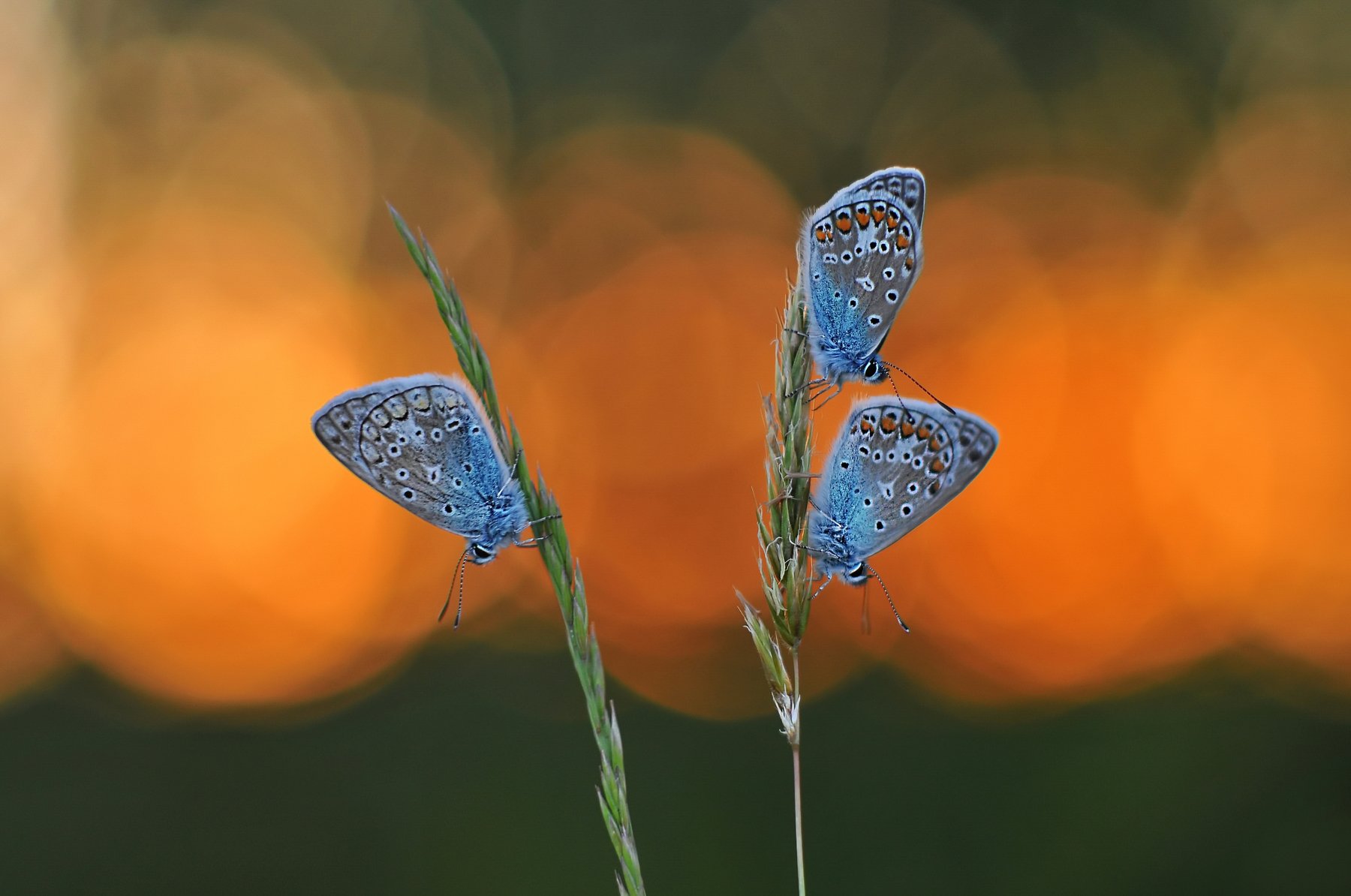 закат, бабочки, природа, Александр Гвоздь