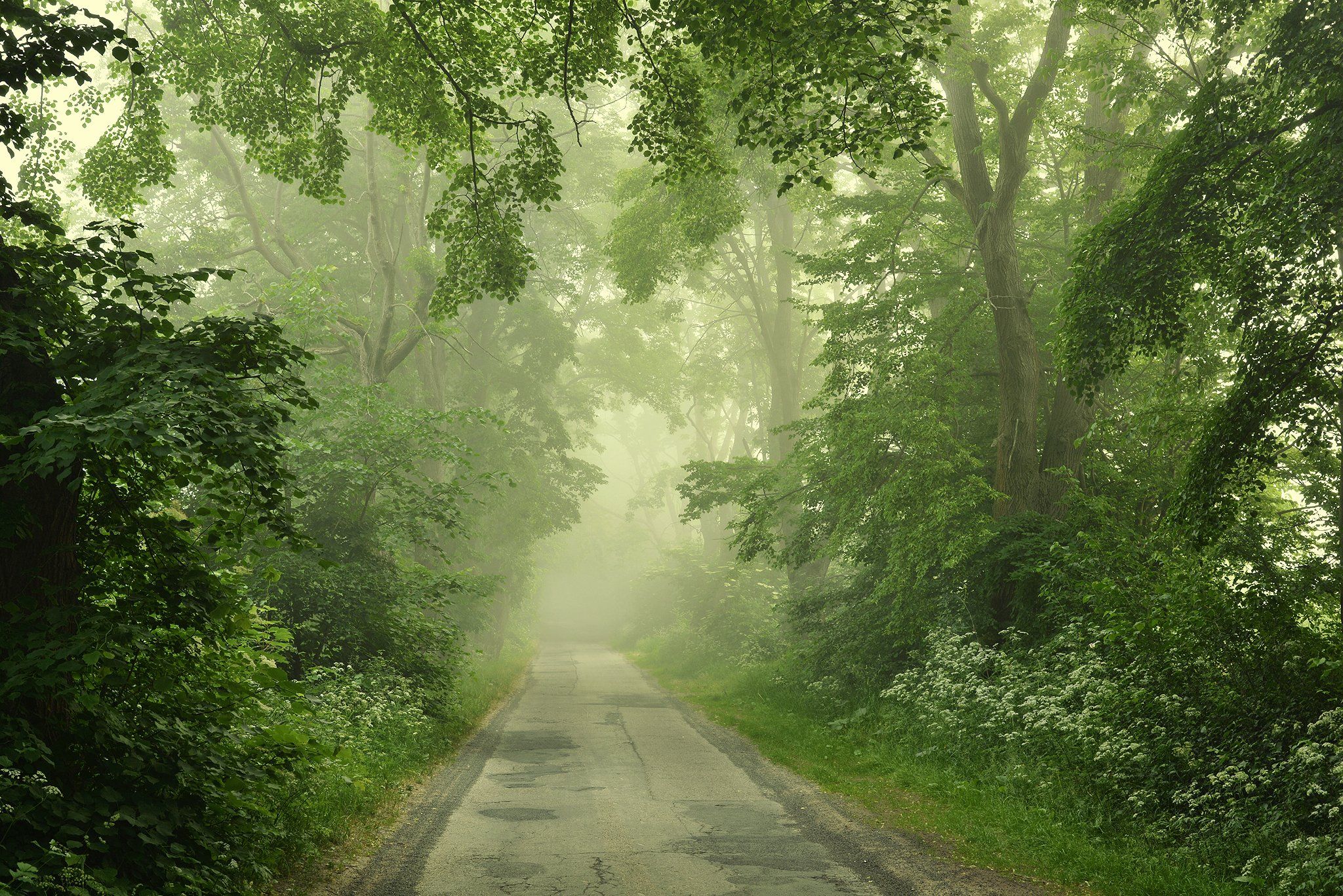 road path misty foggy trees green spring poland magic, Radoslaw Dranikowski