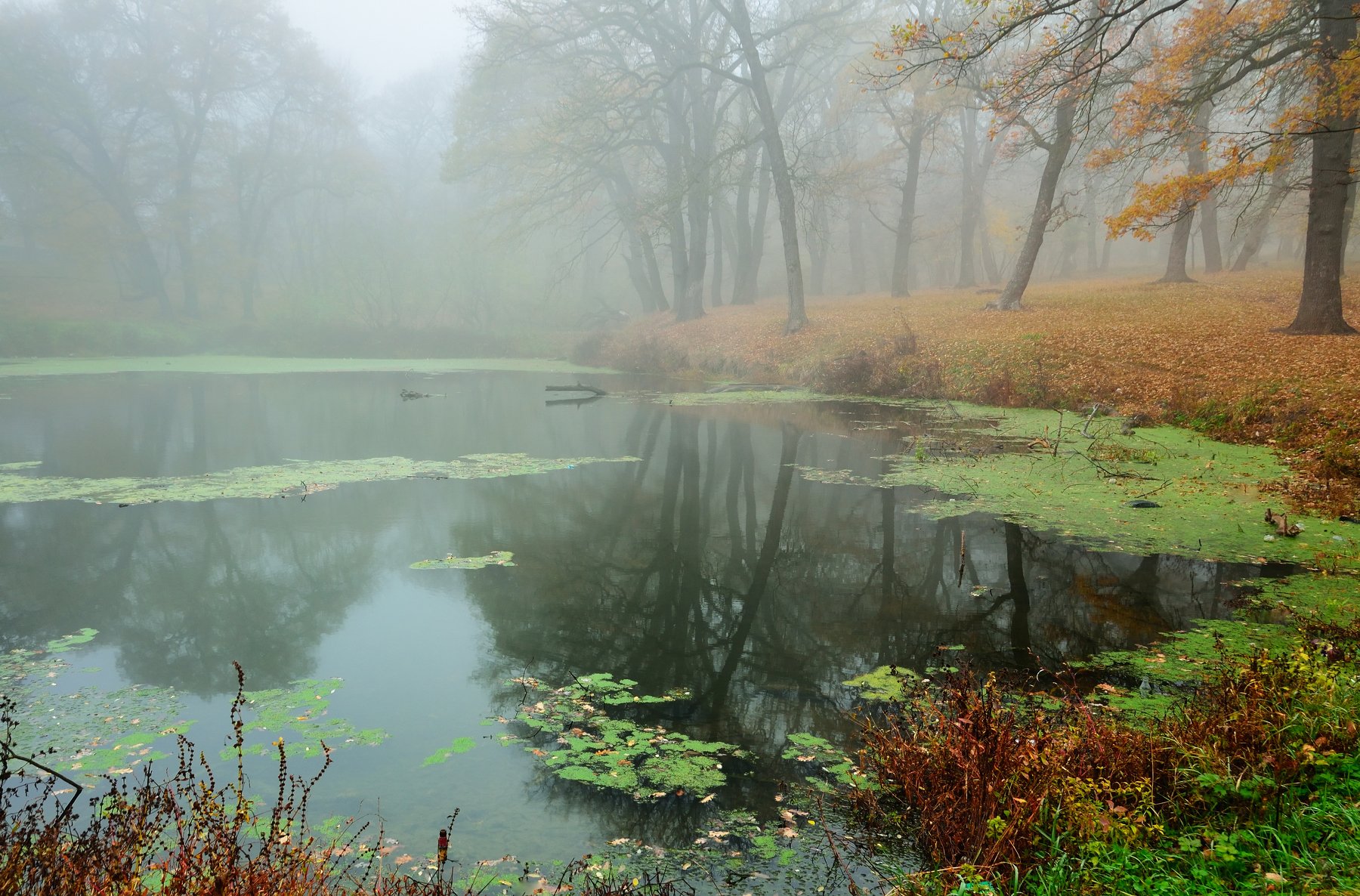 осень роща туман дуб пруд, Александр Жарников