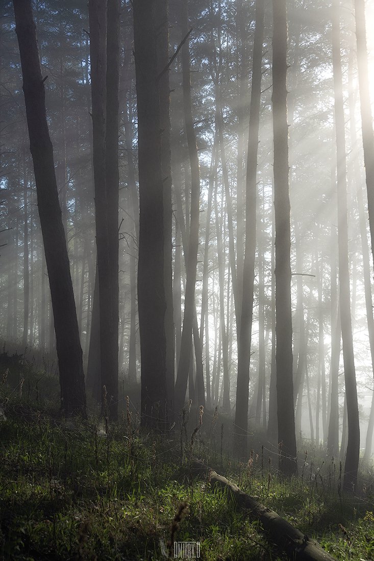 утро, туман, лес, деревья, лучи, свет,, Дмитрий Доронин