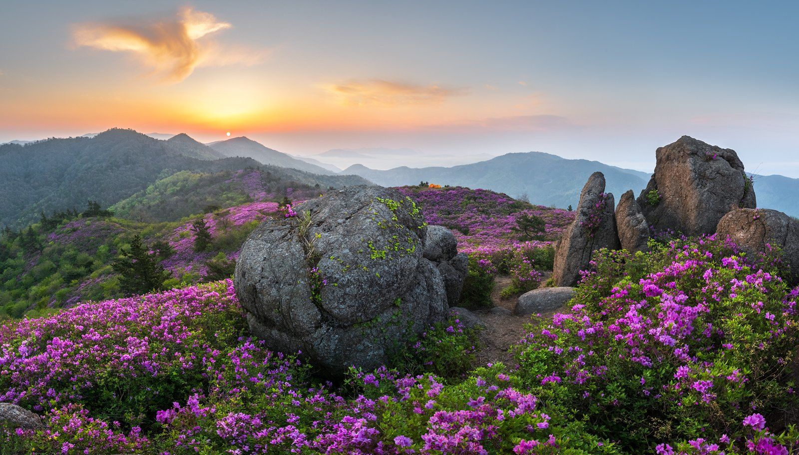 flowers,  mountain range, Jaeyoun Ryu
