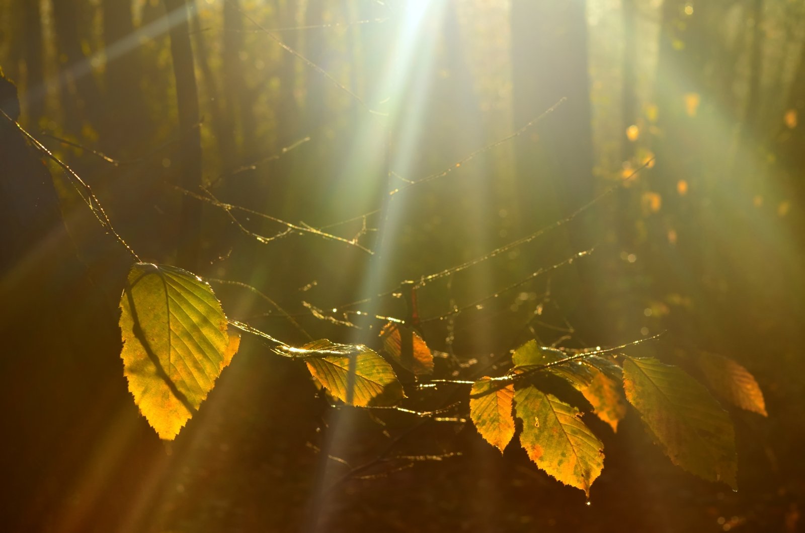 осень рассвет лес листва, Александр Жарников