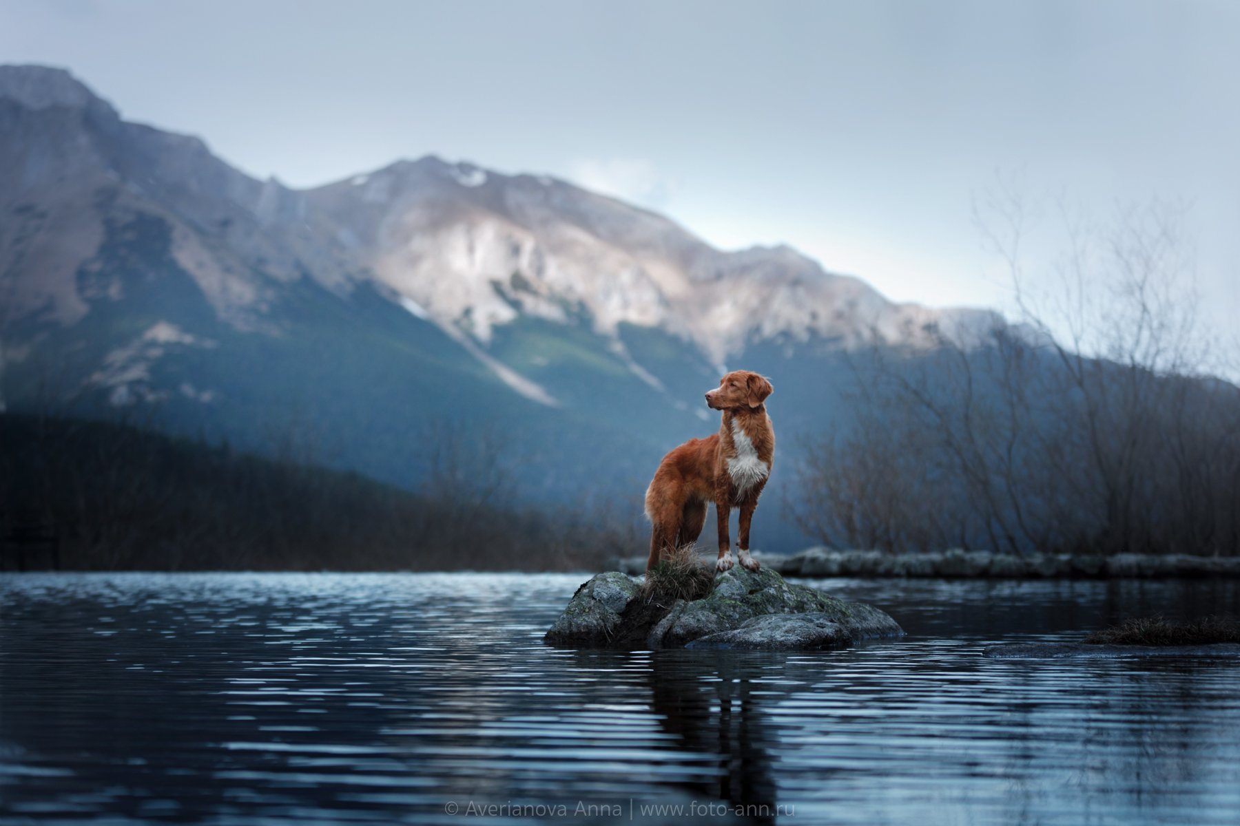 собака, природа, горы, Анна Аверьянова