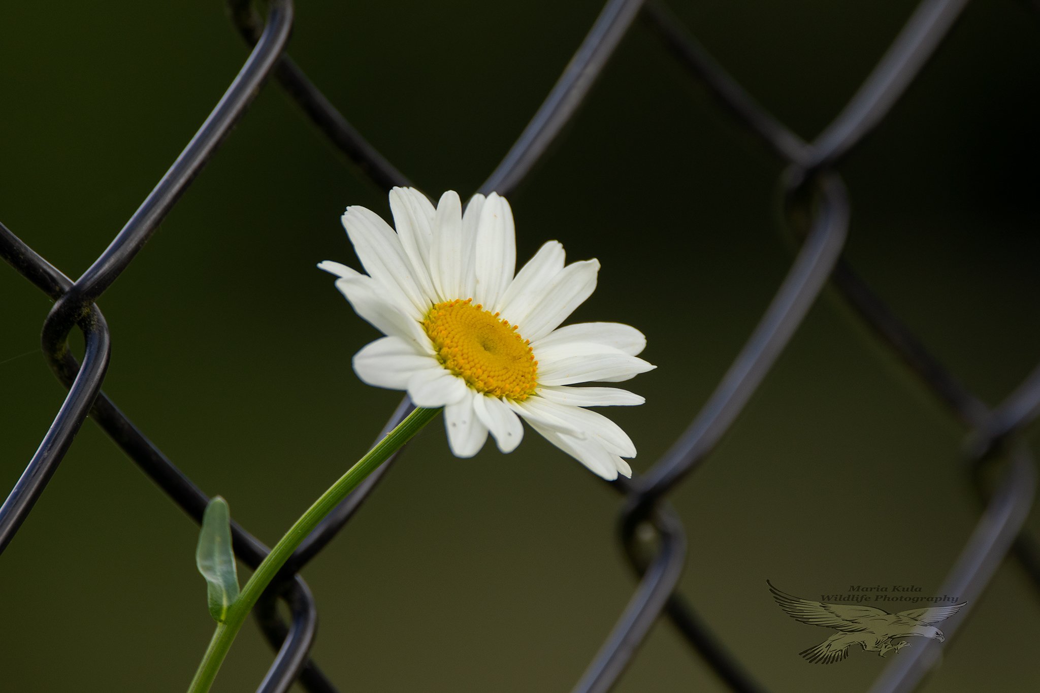 flower, fence, MARIA KULA