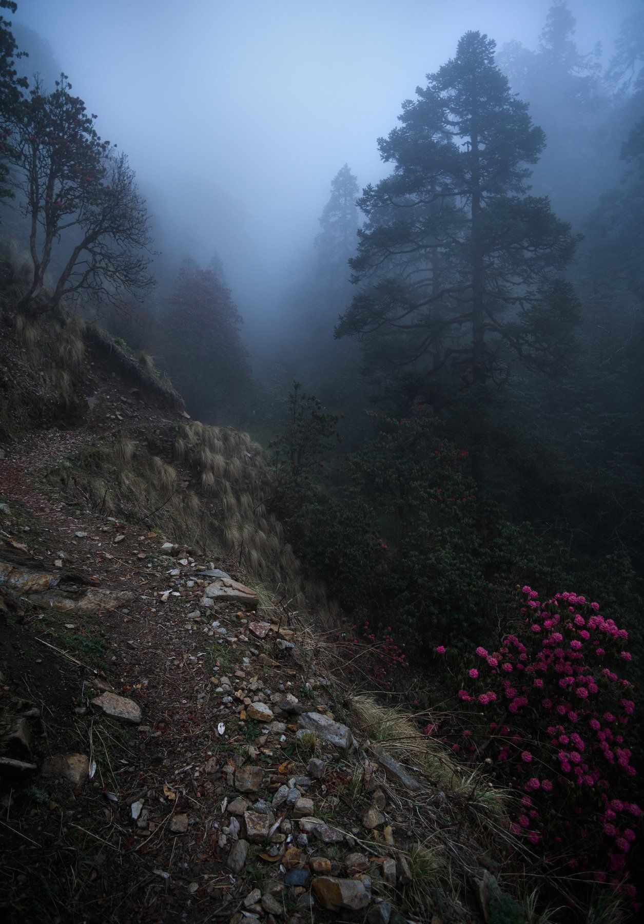 Непал, Гималаи, туман, лес, Александр  Равин