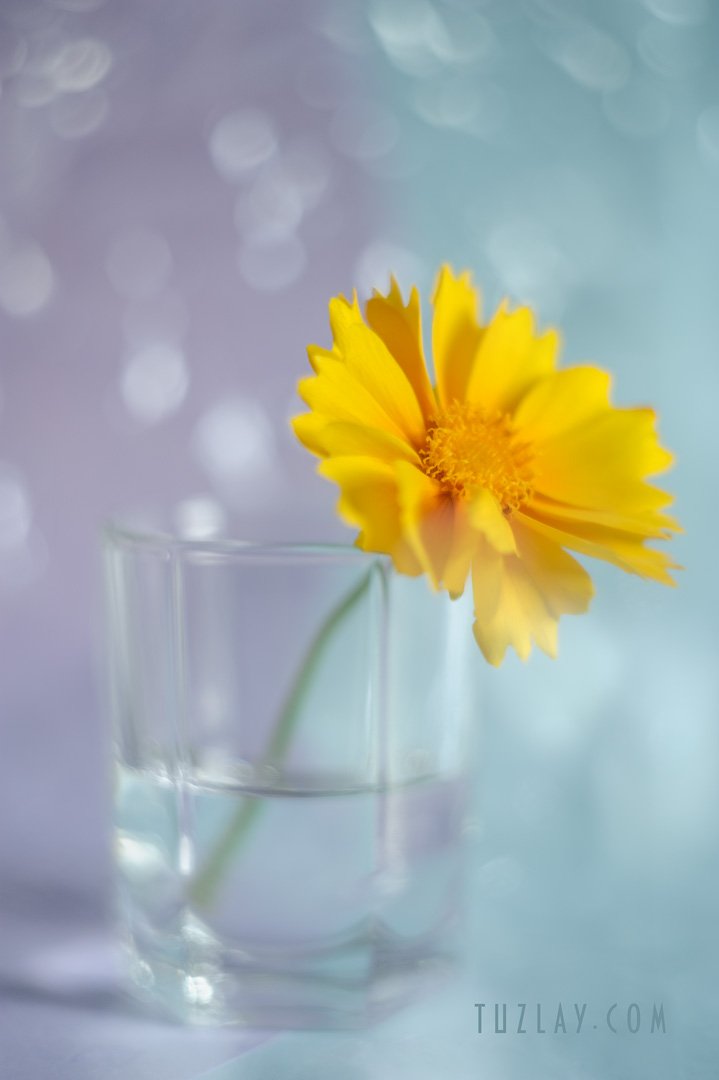 лето в стакане, желтый цветок, гелиос 44, боке, Владимир Тузлай