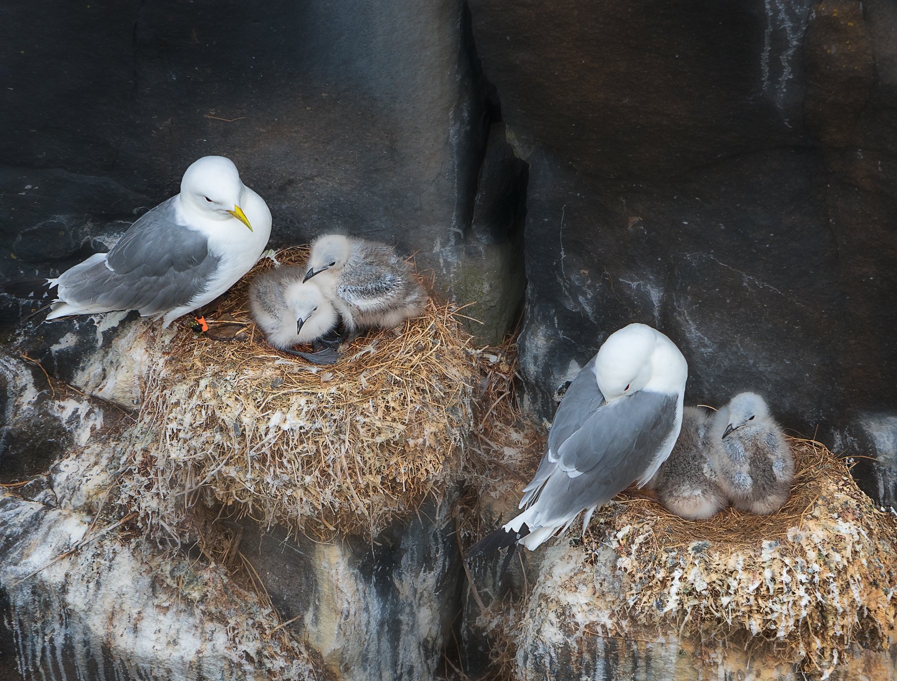 birds Kittiwake Scotland nestling nest feather beak wings rock, Ольга Тарасюк