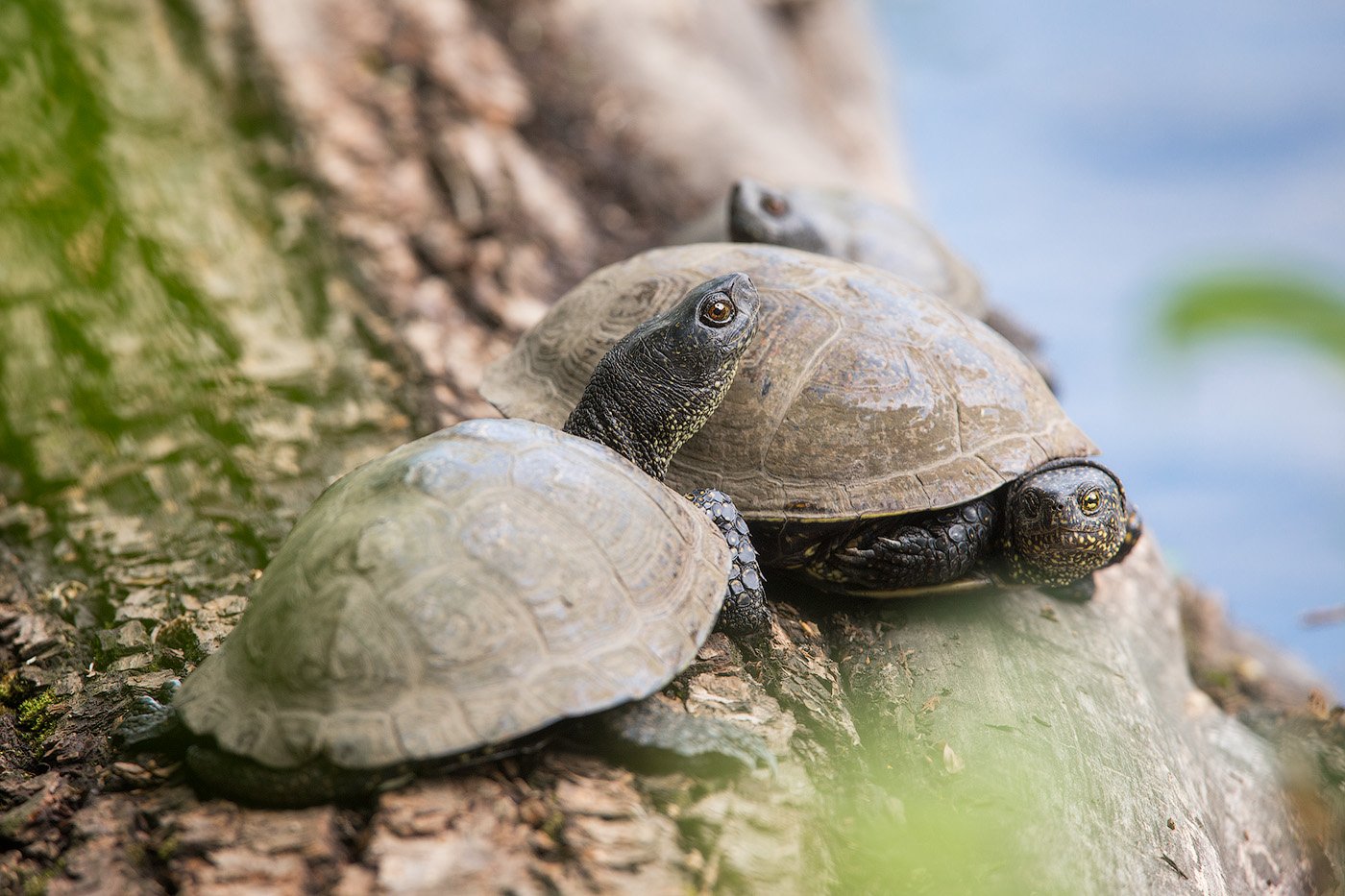 turtle, pond, animal, wildlife, pond turtle, черепаха, болотная черепаха, Голубев Дмитрий