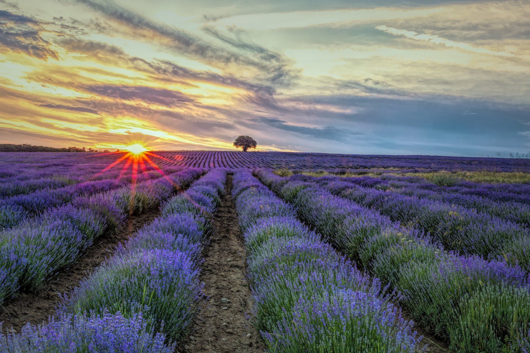 lavender, lavenderfileds, sunset, Ivan Lambrev