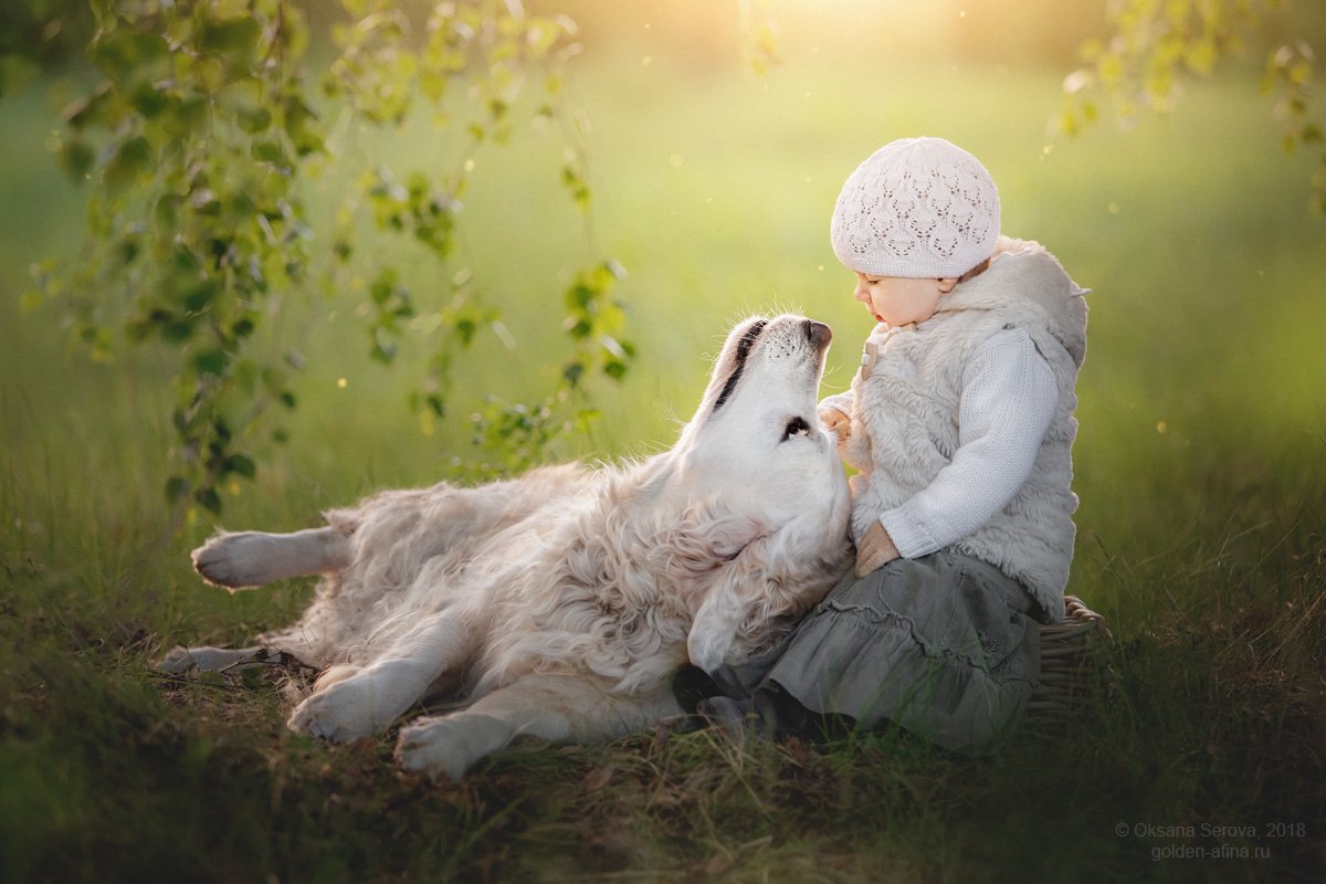 собака, белая собака, ретривер, голден, лето, лес, свет, солнце, ребенок, дружба, счастье, радость, ребенок и собака, Оксана Серова