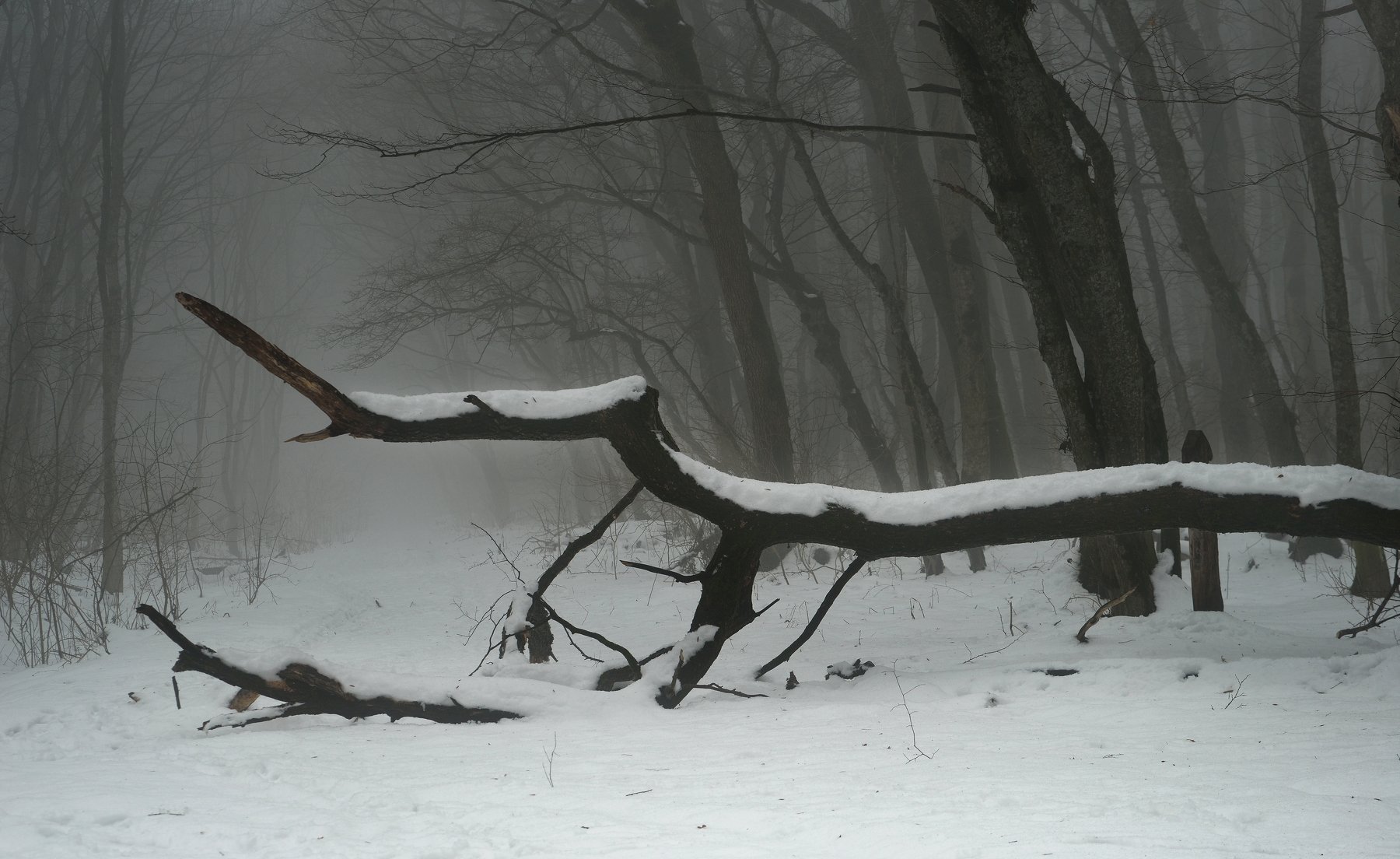 зима лес туман, Александр Жарников