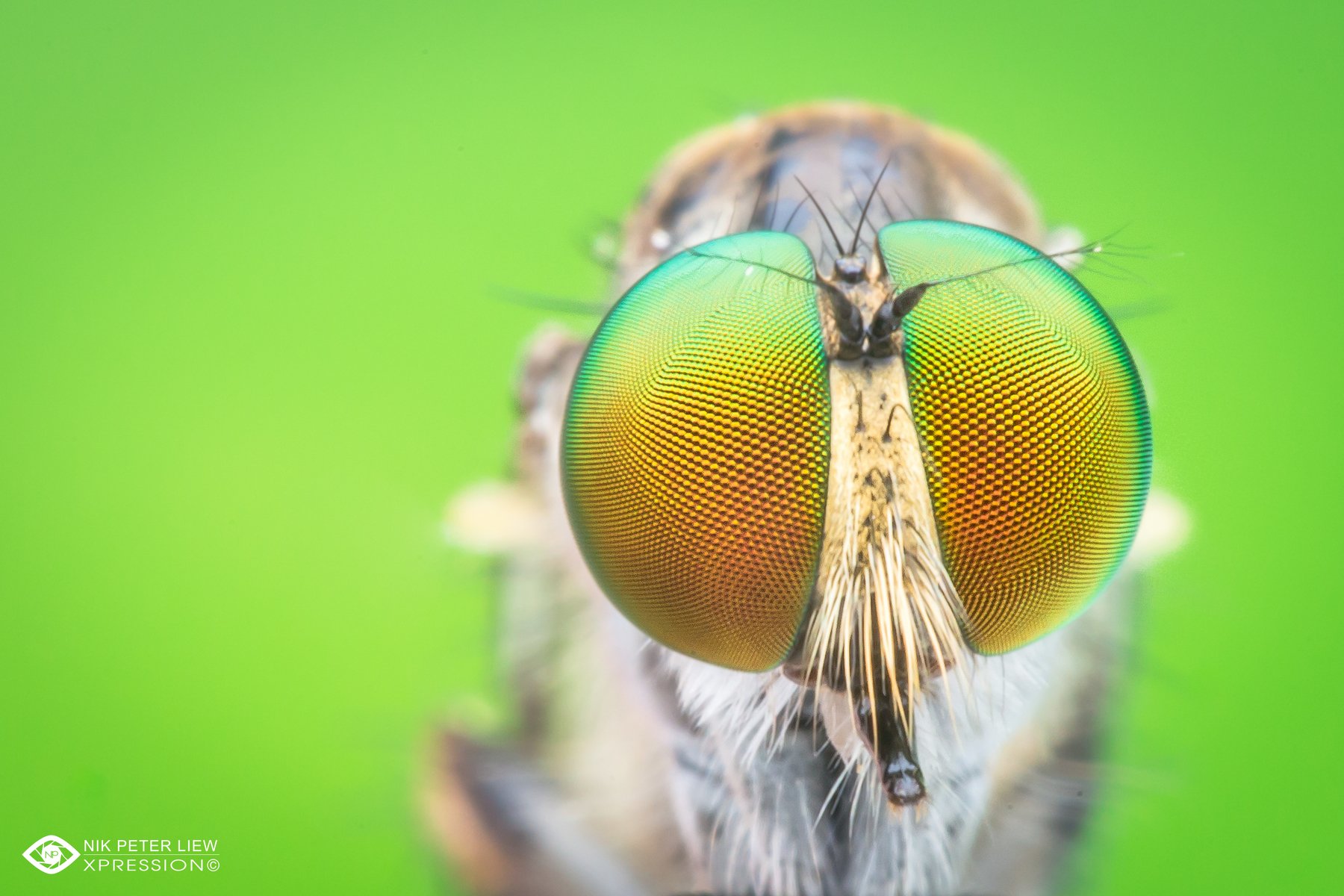 #robberfly, #rainbow, eye, #macro, #nature, #npl, Nik Peter Liew