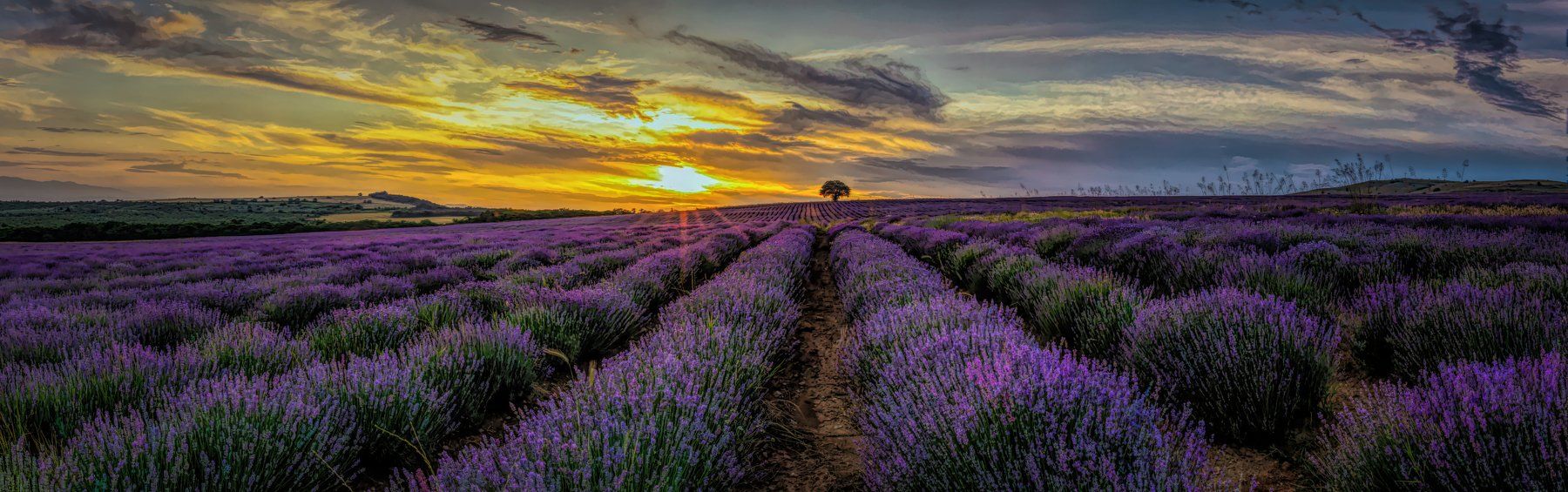 landscape, lavender, lavender field, countryside, Ivan Lambrev