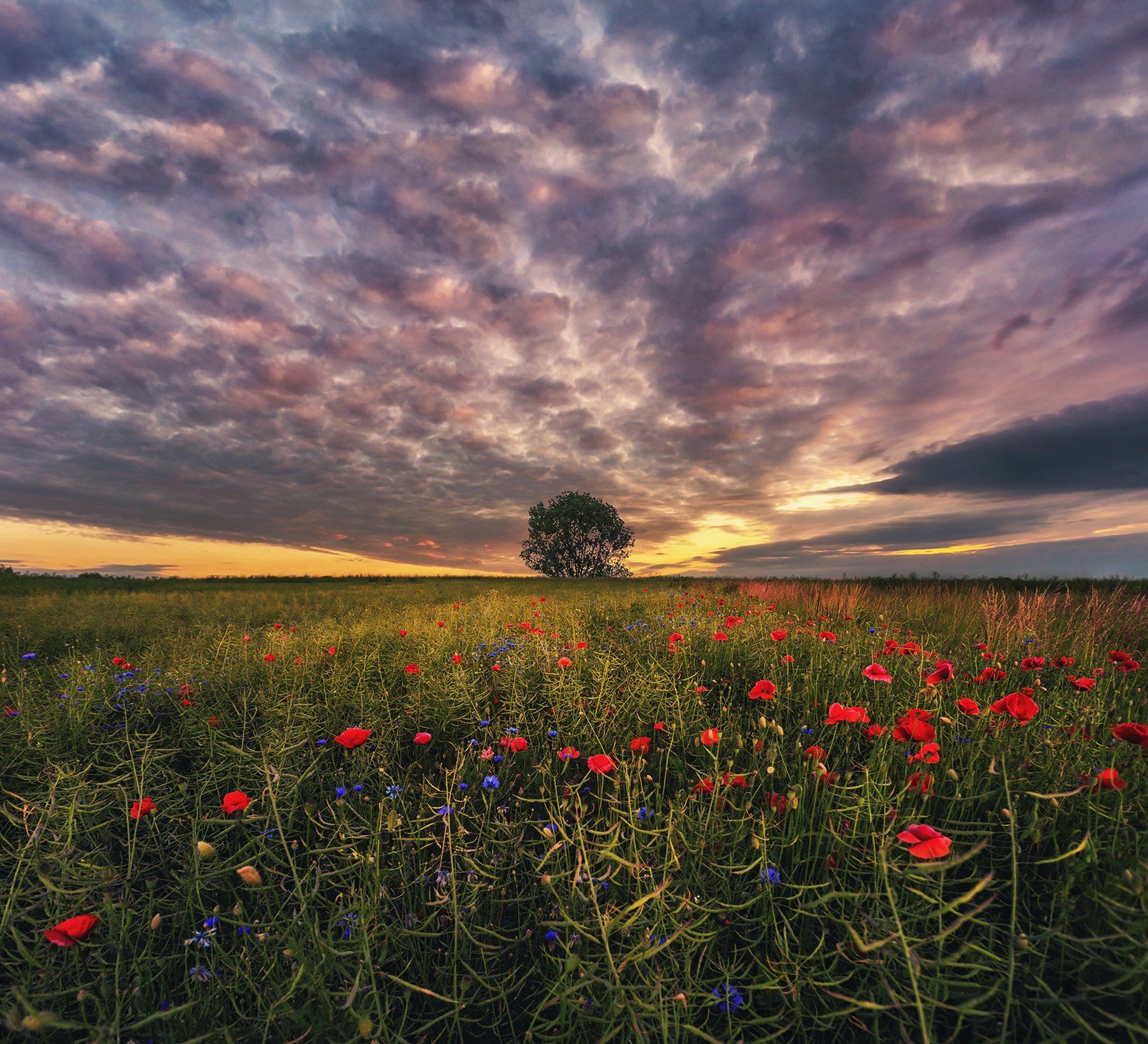 poppy, field, sunset, sunrise, Poland, sky, clouds, tree, landscape, Patrycja Towarek