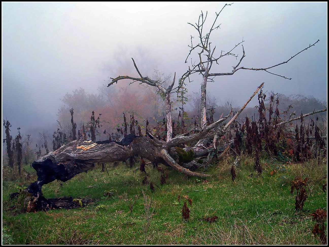 дерево,коряга.туман, Marat Magov