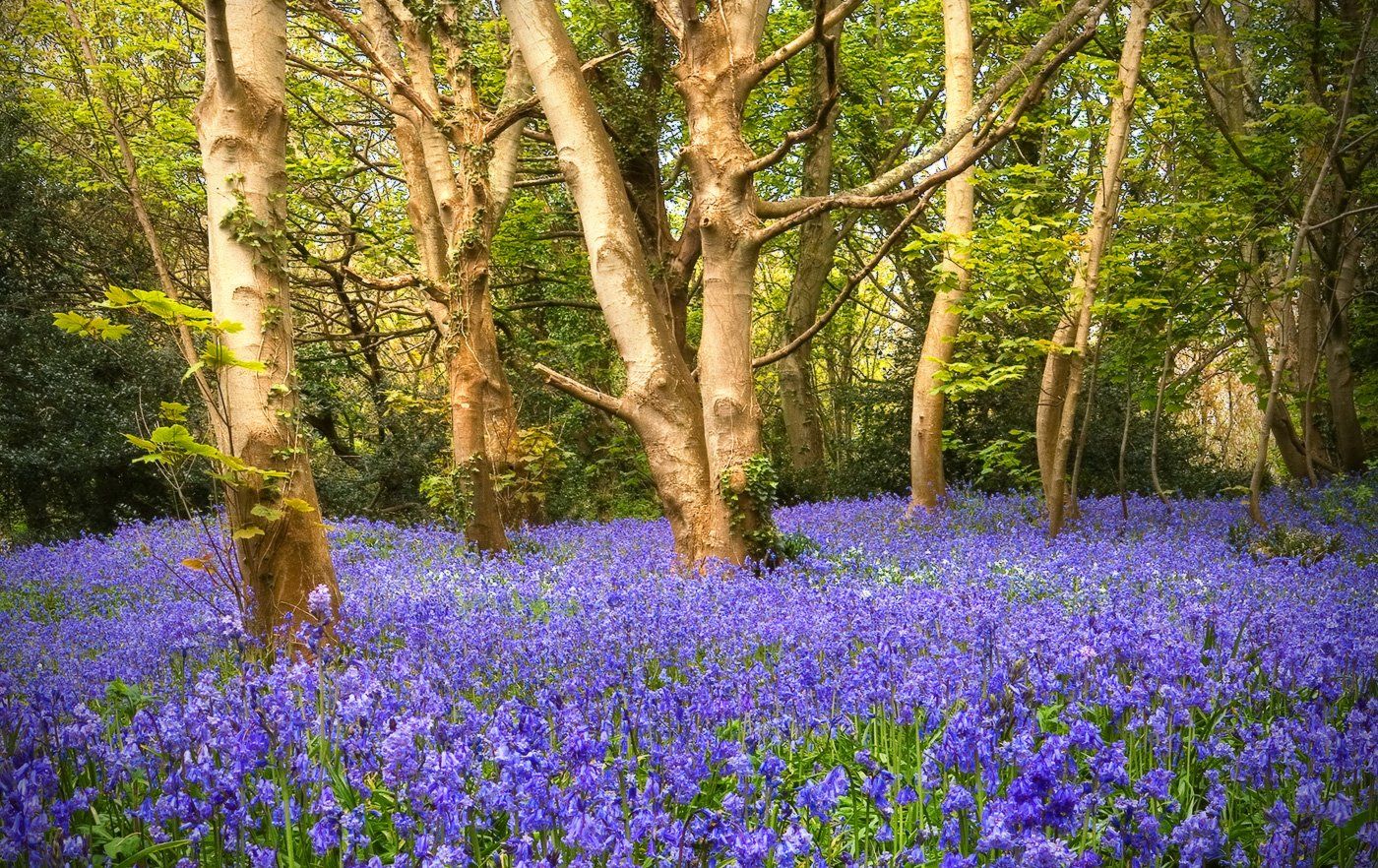 bluebell, wood, guernsey, Karlis Keisters