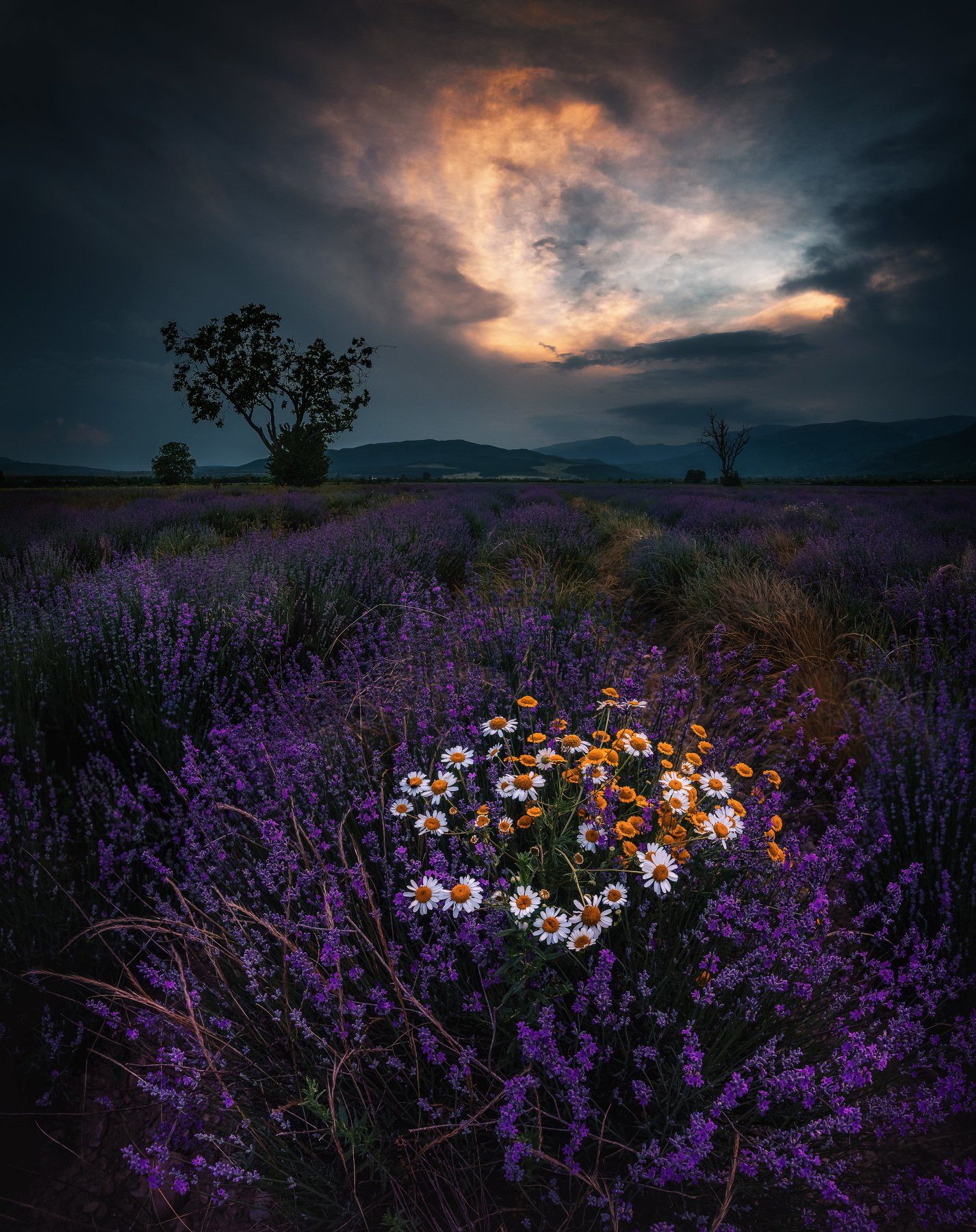 lavender,sunset, tree, nature, scent, landscape, outdoor, Jeni Madjarova