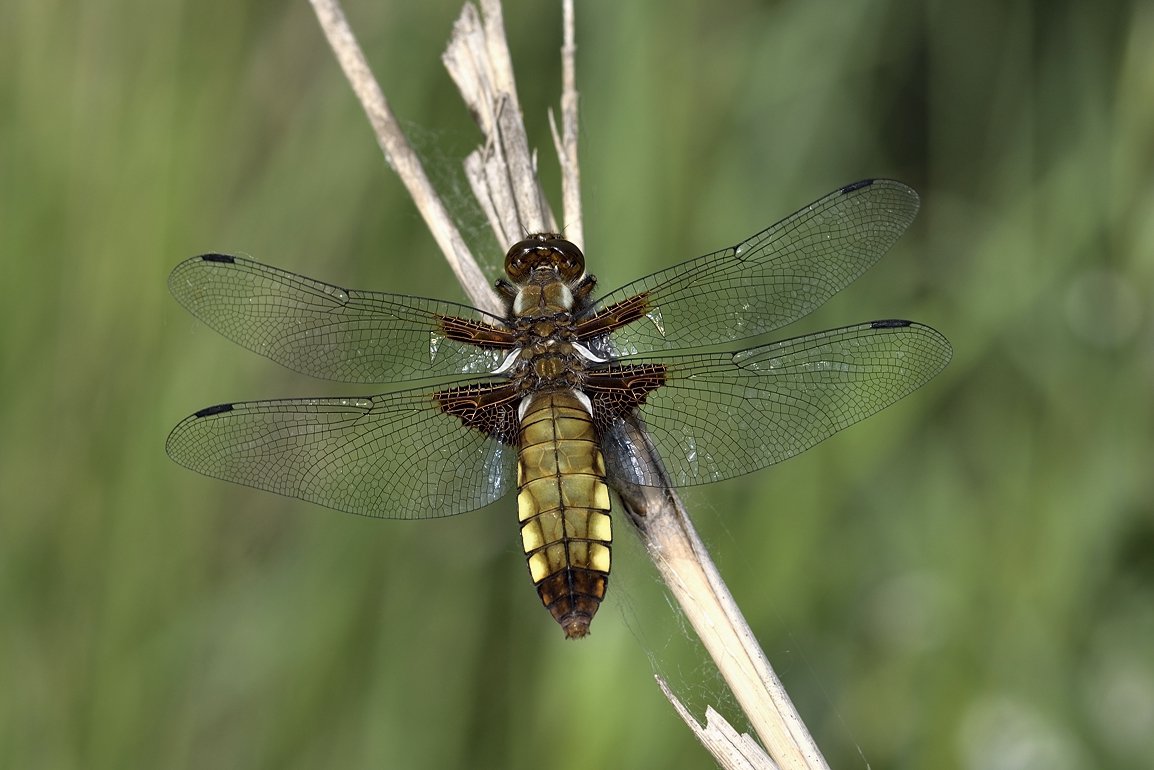 стрекоза dragonfly damselfly, Jaroslav Mego