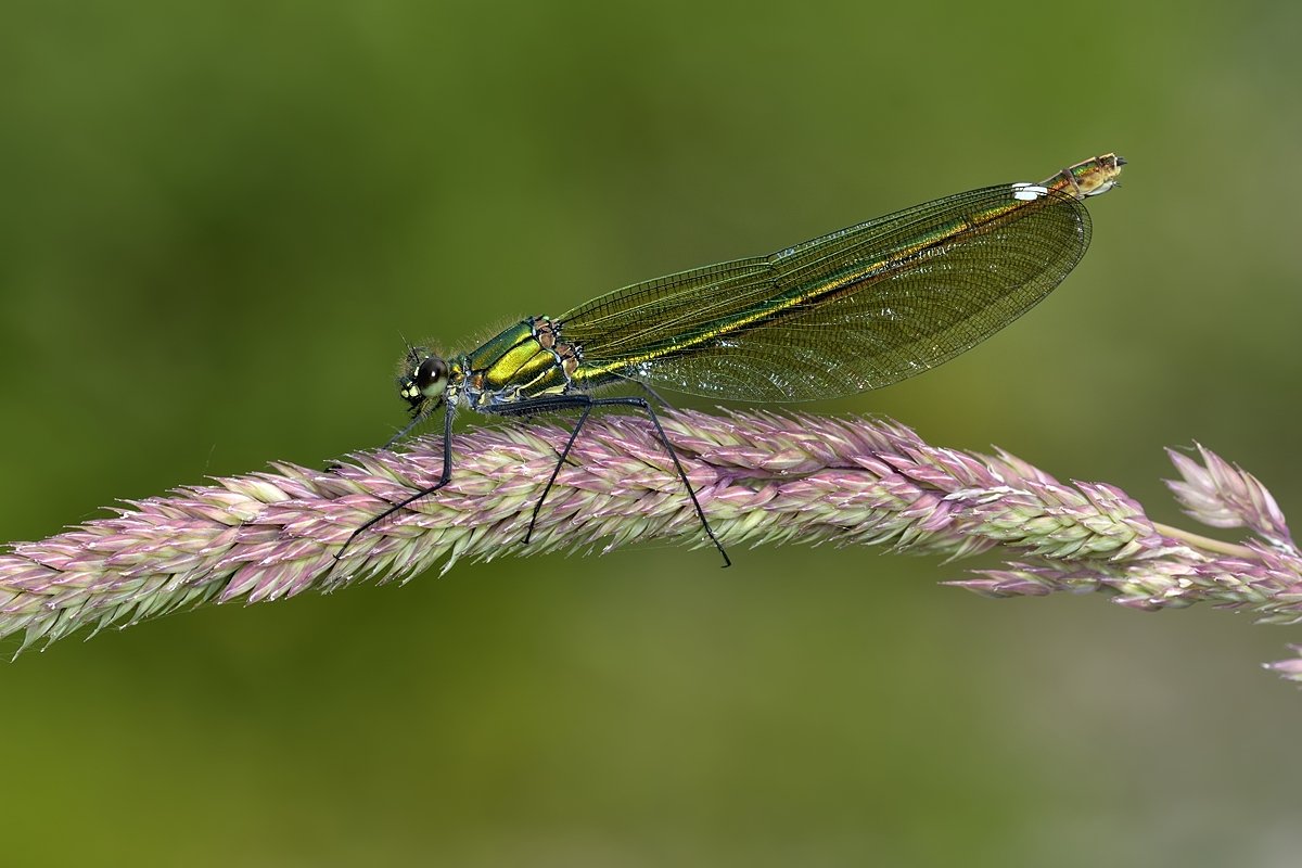 стрекоза dragonfly damselfly, Jaroslav Mego