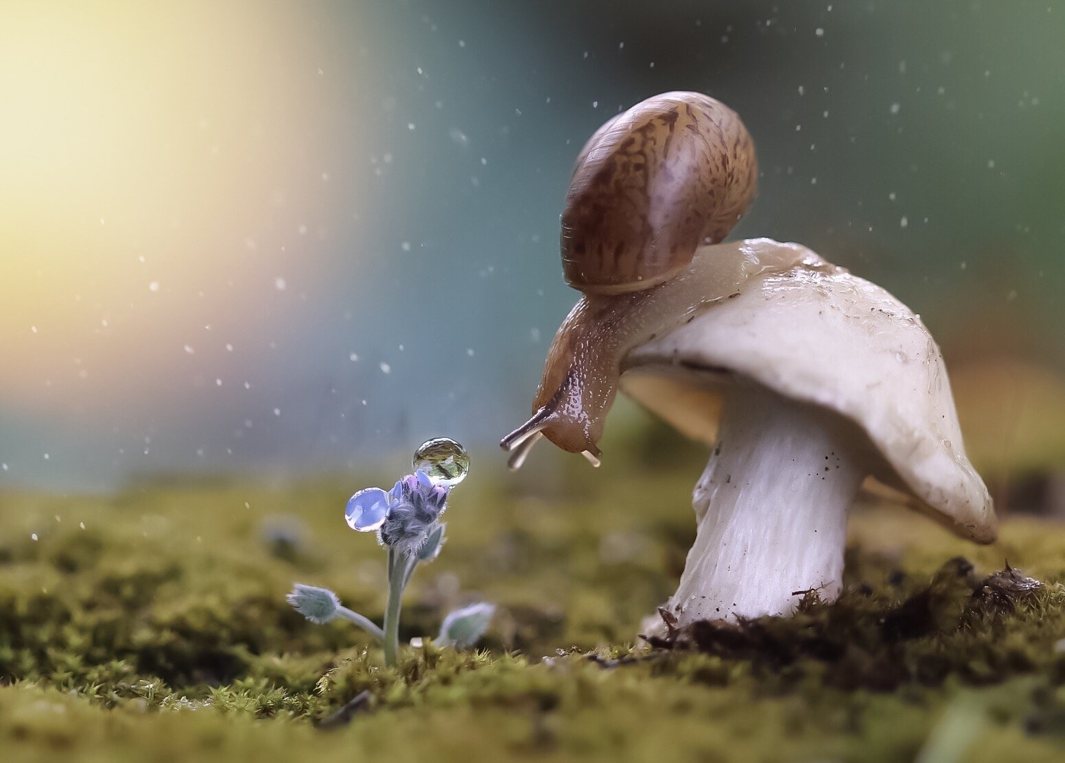макро, macro, snail, mushroom, гриб, nature, wildlife, evening, Людмила Гудина
