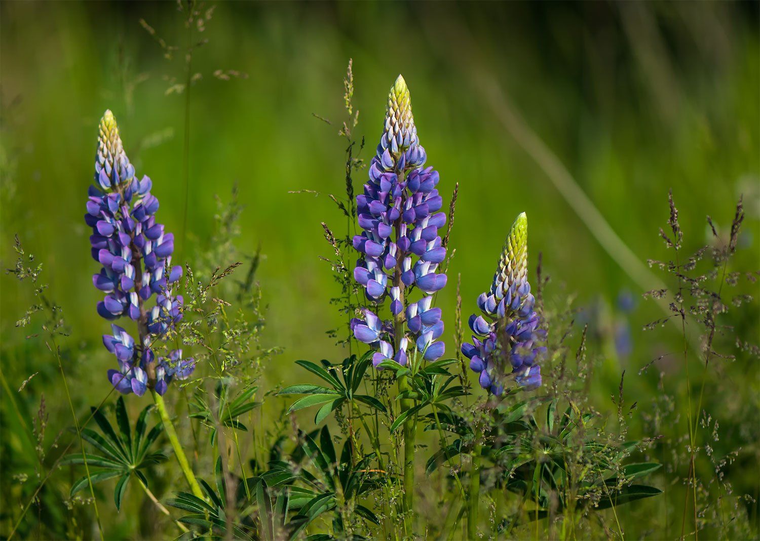 flowers,blossom,summer,blue, Daiva Cirtautė