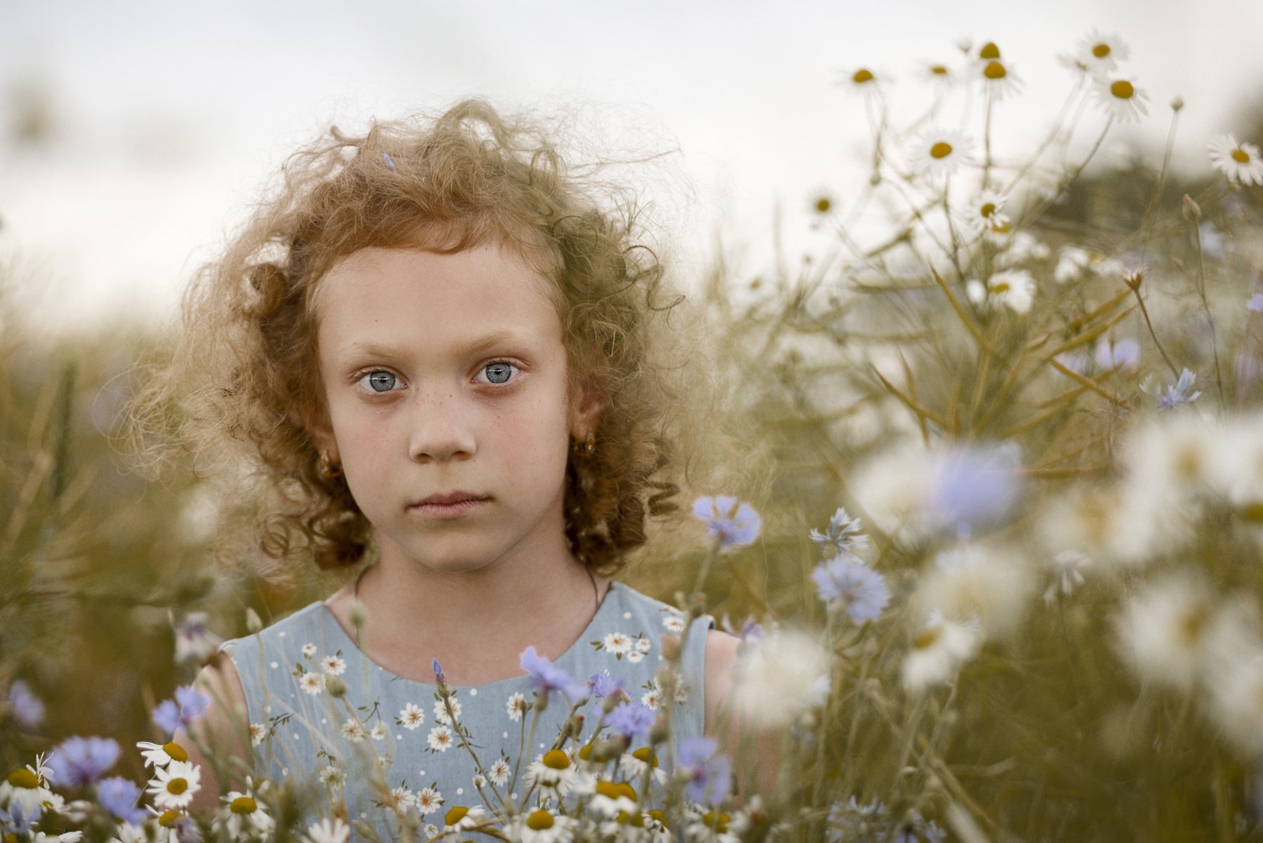 девочка глаза  взгляд лето зелень задумчивость детство волосы васильки поле ромашки, Игорь Сидорук