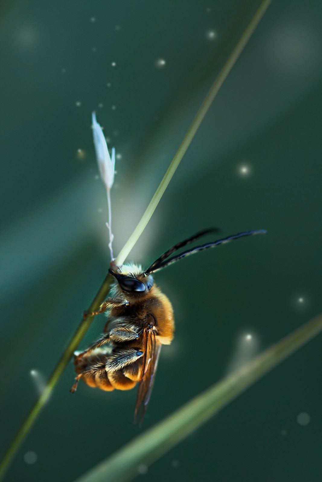 пчела,трава,свет,блики,крылья,жук, Юрий Котов