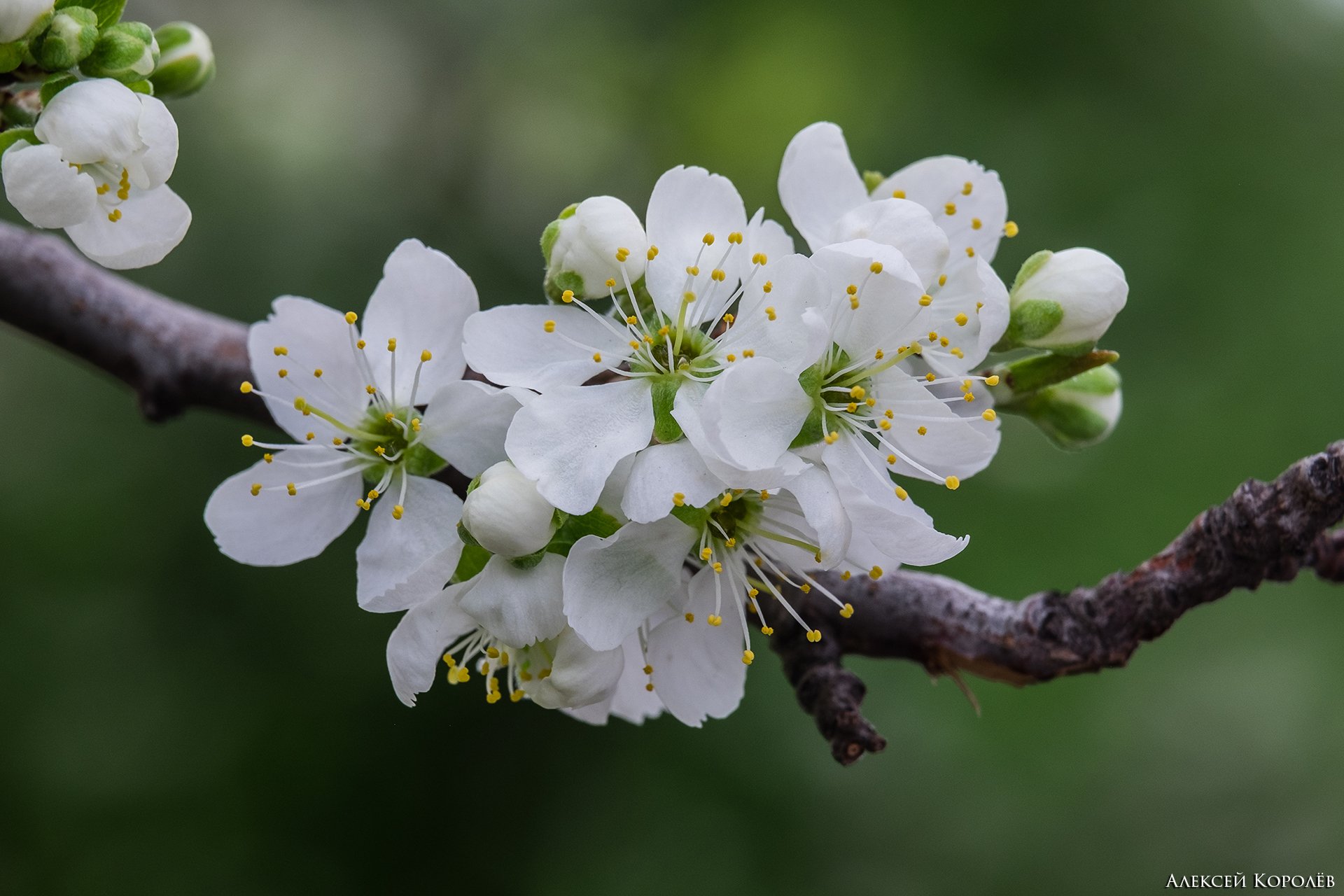 слива, цветы, макро, весна, plum, flowers, macro, spring, Алексей Королёв